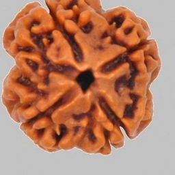 RAVIOUR LIFESTYLE Rudraksha-picture-29