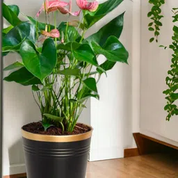 ecofynd Black Round Large Metal Planter Pot-image-20