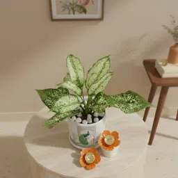 Festive Greenery Diwali Gift Combo image 2