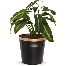 ecofynd Black Round Large Metal Planter Pot image 4