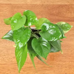 Fancy Fruit Basket N Plant Combo image 3