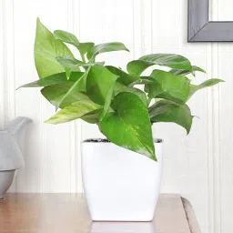 Fancy Fruit Basket N Plant Combo image 4