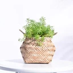 Ugaoo Beige Palm Leaf Sitalpati Small Planter image 1