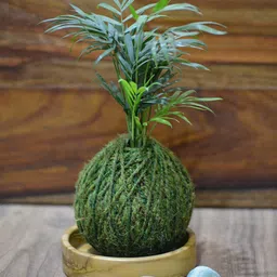 myBageecha Kokedama Moss Ball - Chamaedorea Elegans-image-38