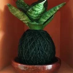 myBageecha Kokedama Moss Ball - Sansievieria Hahnii-image-3