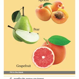 om books international My First Book of Fruits Picture Book - English image 3
