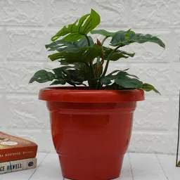 gold dust Brown Plastic (Set of 5) Desk Pots image 5