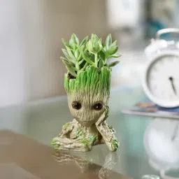 Golden Sedum Succulent-picture-11