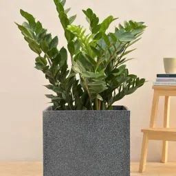 Ugaoo Qubec Midnight Stone Plastic Extra Large Planter-picture-15