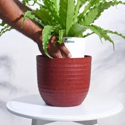 Ugaoo Maroon Verona Eco-Friendly Large Pot image 4