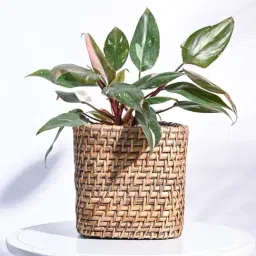 Ugaoo Brown Palm Leaf Medium Planter-picture-27