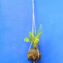 myBageecha Kokedama Moss Ball - Hanging Foxtail Fern-picture-23