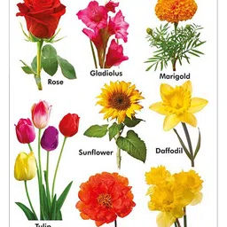 Sawan My First Board Book Flowers - English image 3