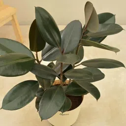 Ugaoo Rubber Large Tree image 3