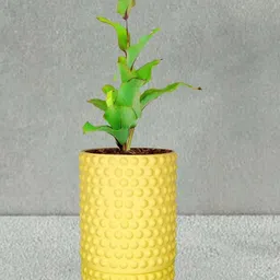 LASAKI Bubble Yellow Ceramic Handmade Large Planter With Plate image 1