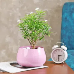 Floral Beauty Murraya Plant-image-21