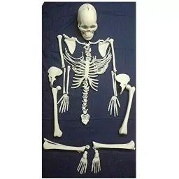 BEXCO 1.52 m (5 Feet) PVC Dis-Articulated Skeleton, BS-FRYJ-71N0 image 1