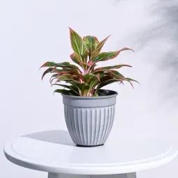 Ugaoo 3-Piece Multicolor Stainless Steel Ridge Heritage Planter Set image 3