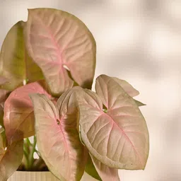 ugaoo Syngonium Plant image 4