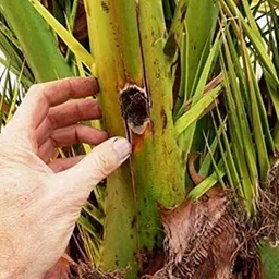 s k agrotech Rhynchophorus ferrugineus - Red Palm Weevil Pheromone Lure image 3