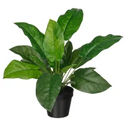 ikea fejka Artificial potted plant, in/outdoor calathea, 12 cm-picture-13