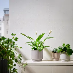 ikea honungspalm Plant pot, in/outdoor/grey/beige, 15 cm image 3