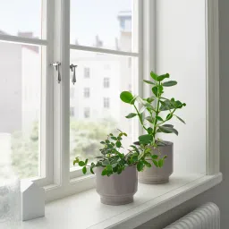 ikea honungspalm Plant pot, in/outdoor/grey/beige, 15 cm image 4