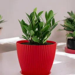 GARDEN'S NEED 5-Pcs Red & Green Textured Eco-Friendly Grand Planters image 2