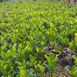 cloud farm Jack Fruit Plant image 3