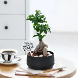 Zen Essence-image-82