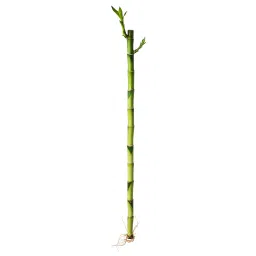 ikea dracaena lucky bamboo Plant, 40 cm-picture-24