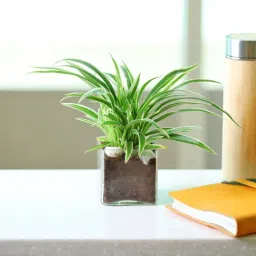 Charming Spider Plant in a Glass Pot-image-0