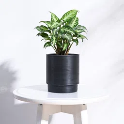 ugaoo Black Plastic Oslo Small Desk Pot image 1