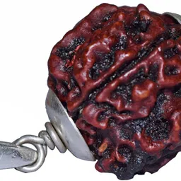 numeroastro Natural & Original 4 Mukhi Rudraksha | Four Faced Rudraksha Pendant With Lab Certificate (White Metal Pendant) (1 Pc) Silver Wood Pendant-picture-25