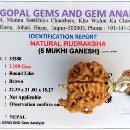jupiter speaks 5 Mukhi Ganesh Rudraksha 22mm Nepali With Lab Certificate Natural Brown Unisex Silver Wood Pendant-picture-33