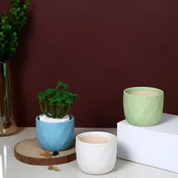 TAYHAA Blue & White 3 Pieces Speckled Diamond Printed Ceramic Planters-picture-39