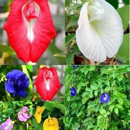 sbains Aparajita Flower Seeds no of seeds 10 Seed-picture-47