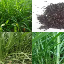 ibains Buy napier grass seeds online pack of 5016 Seed image 2
