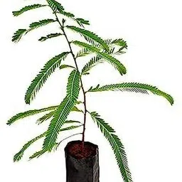 aquinnah Amla Plant image 3