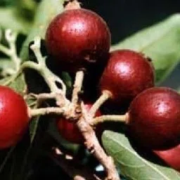 urancia Sacred Dried Ankol Alangium Salviifolium Seed Fruit with Seed 50g image 1