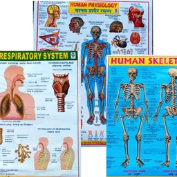 beboo sales and services "Educational Chart Combo: Human Respiratory System, Human Physiology, and Human Skeleton" Photographic Paper-picture-14