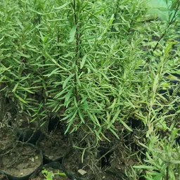 salvia Jasmine Plant image 3