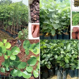 ibains Lal chandan seeds tree pack of 19 Seed image 4