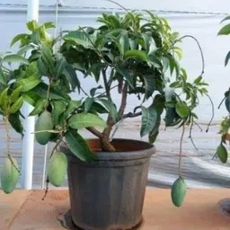 new debnathnursery Mango Plant image 3