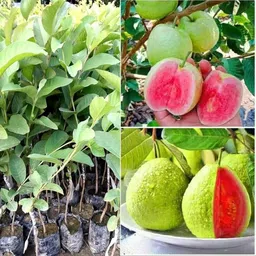 Guava Plant-image-8