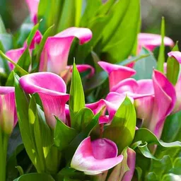 alogardening Lily Plant image 3