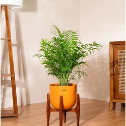 kyari Areca Palm With Arbor Pot - Orange image 1