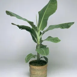 mamoni traders Banana Plant image 4