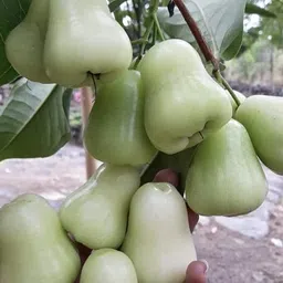 petalpath White Java Apple Plant-picture-10