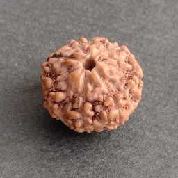 jupiter speaks 7 Mukhi Rudraksha Indonesian 16MM With Lab Certificate Natural Brown Unisex Wood Pendant image 2